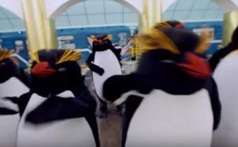 пингвины в метро